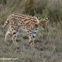 Serval cat evening walk. Leptailurus serval
