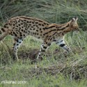 Serval cat evening walk by. Leptailurus serval