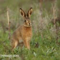 Brown hare leveret in spring greens. Lepus europaeus