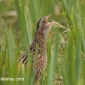 Corncrake calling from the side in wet yellow flag. Crex crex