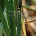 Dragonfly newly emerged with casing, June Suffolk