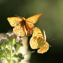 Silver-washed Fritillary pair in chase, June Suffolk. Argynnis paphia