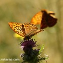 Silver-washed Fritillary back fly past, June Suffolk. Argynnis paphia
