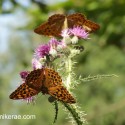 Silver-washed Fritillary feeding up and down, June Suffolk. Argynnis paphia