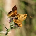 Silver-washed Fritillary pair with hover fly, June Suffolk. Argynnis paphia