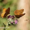 Silver-washed Fritillary pair with hover fly approach, June Suffolk. Argynnis paphia