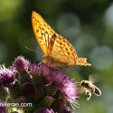 Silver-washed Fritillary feeding with bee, June Suffolk. Argynnis paphia
