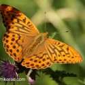 Silver-washed Fritillary in morning sun and shade, June Suffolk. Argynnis paphia