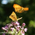 Silver-washed Fritillary feeding and fly by, June Suffolk. Argynnis paphia