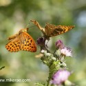 Silver-washed Fritillary about to land, June Suffolk. Argynnis paphia