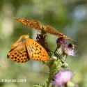 Silver-washed Fritillary about to land behind, June Suffolk. Argynnis paphia