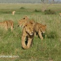 Lions having a morning adventure. Serengeti. Panthera leo