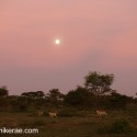 Lions hunting by moon light. Ndutu. Panthera leo
