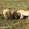 Lions sharing a morning meal. Ndutu. Panthera leo