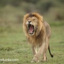 Lions evening yawnl. Ndutu. Panthera leo