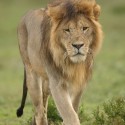 Young male Lion evening walkl. Ndutu. Panthera leo