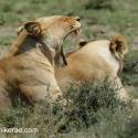 Lions yawining and resting early morning. Ndutu. Panthera leo