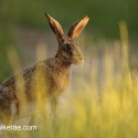 Brown hare sitting by grass at sunset. June Suffolk. Lepus europaeus
