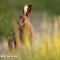 Brown hare sitting on the turn at sunset. June Suffolk. Lepus europaeus
