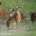 Brown hares bold and nervous at dusk. Lepus europaeus
