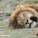 Sleeping lions active tail early morning. Ndutu. Panthera leo