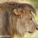 Lions alert and watching early morning. Ndutu. Panthera leo