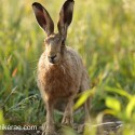 Brown hare foot up between oats and maize. July Suffolk. Lepus europaeus