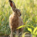 Brown hare sitting btweeen oats and maize. July Suffolk. Lepus europaeus