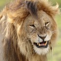 Lions making a face early morning. Ndutu. Panthera leo