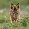 Brown hare leveret approaching groundsel. July Suffolk. Lepus europaeus