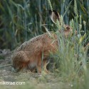 Brown hare eating wheat at night fall. July Suffolk. Lepus europaeus
