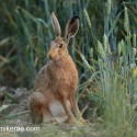 Brown hare looking aside at night fall. July Suffolk. Lepus europaeus