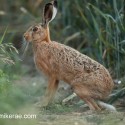 Brown hare turned away at night fall. July Suffolk. Lepus europaeus