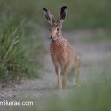 Brown hare sitting on track at night fall. July Suffolk. Lepus europaeus