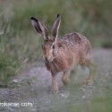Brown hare creeping on track at night fall. July Suffolk. Lepus europaeus
