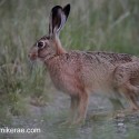 Brown hare poised on track at night fall. July Suffolk. Lepus europaeus