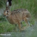Brown hare poised to leave at night fall. July Suffolk. Lepus europaeus