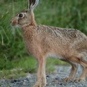Brown hare sitting close at night fall. July Suffolk. Lepus europaeus