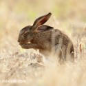 Brown hare private moment on dry grass. July Suffolk. Lepus europaeus