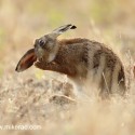 Brown hare ear cleaning on dry grass. July Suffolk. Lepus europaeus