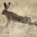 Brown hare big back stretch on dry grass. July Suffolk. Lepus europaeus