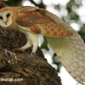 Barn owl morning wing stretch vole on oak. July Suffolk. Tyto alba