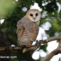 Barn owl looking back in morning oak. July Suffolk. Tyto alba