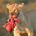 Lion with fresh lungs at dawn. Ndutu. Panthera leo
