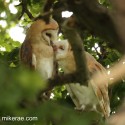 Barn owl pair in middle of morning oak. July Suffolk. Tyto alba