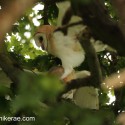 Barn owl pair argument in middle of morning oak. July Suffolk. Tyto alba