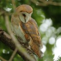 Barn owl lookng down in middle of morning oak. July Suffolk. Tyto alba
