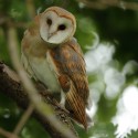 Barn owl looking round on oak branch. July Suffolk. Tyto alba
