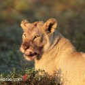 Lion eating fresh lungs at dawn. Ndutu. Panthera leo