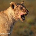 Lion lip licking at dawn. Ndutu. Panthera leo